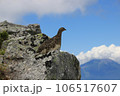 辺りをうかがう岩場の雷鳥3 106517607