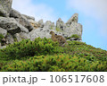 雷鳥のヒナがハイマツをお散歩1 106517608