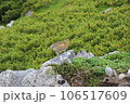 雷鳥のヒナがハイマツをお散歩2 106517609