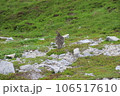 雷鳥の後ろ姿 106517610