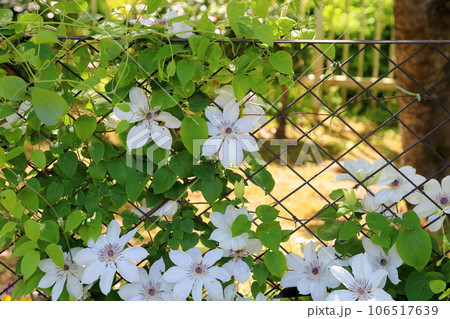 クレマチスの花　土佐のカザグルマ 106517639