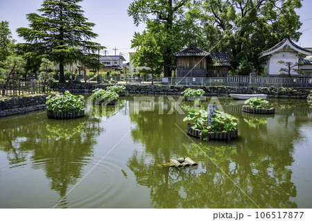庭瀬城跡 大賀ハス 岡山県岡山市 庭瀬城跡 大賀ハス 岡山県岡山市 106517877