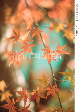 紅葉と光 106518059