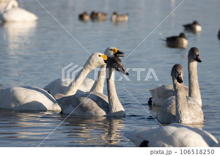 白鳥2 白鳥2 106518250