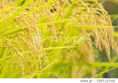 実をつけた稲、田んぼにて、豊作 106518348