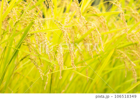 実をつけた稲、田んぼにて、豊作 106518349