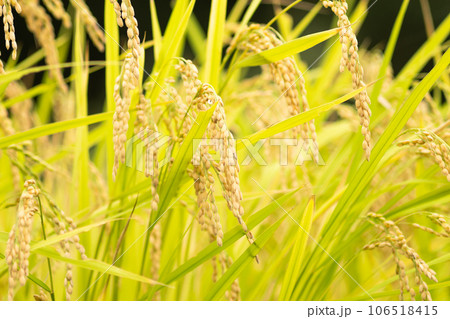 実をつけた稲、田んぼにて、豊作 106518415