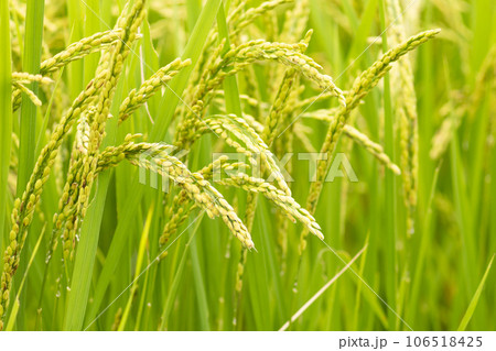 夏、青々とした田んぼ、実が熟す前の稲 106518425