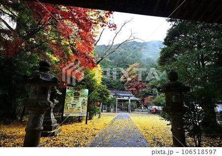 高座神社の紅葉 高座神社の紅葉 106518597