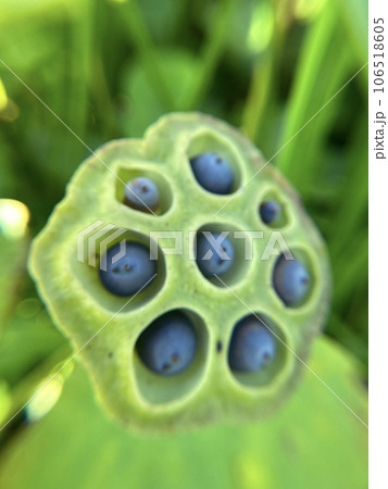 ハチスのボケ感 106518605