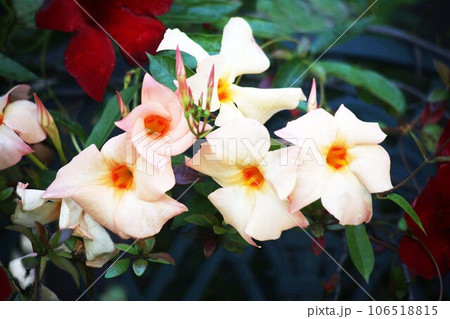 マンデビラ クリームと赤色の花 マンデビラ クリームと赤色の花 106518815
