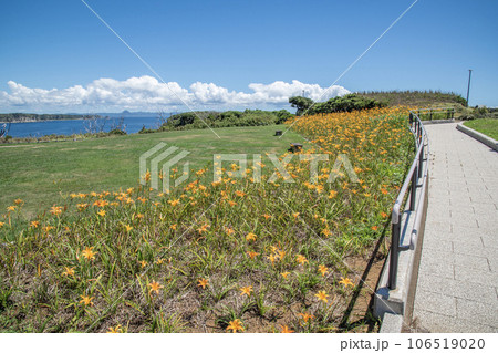 城ヶ島公園　神奈川県三浦市三崎町　夏 106519020