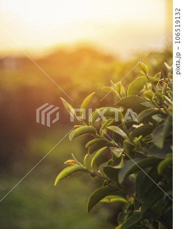 Vertical Green tea tree leaves field Fresh young tender bud herbal in farm on summer morning. Sunlight Green tea tree camellia sinensis in organic farm. Vertical Tree tea plant green nature farmland 106519132