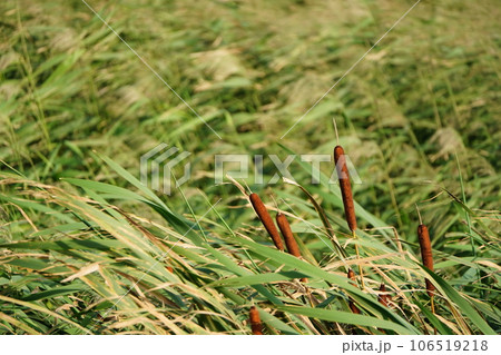 コウホネ沼に咲いたガマ 106519218