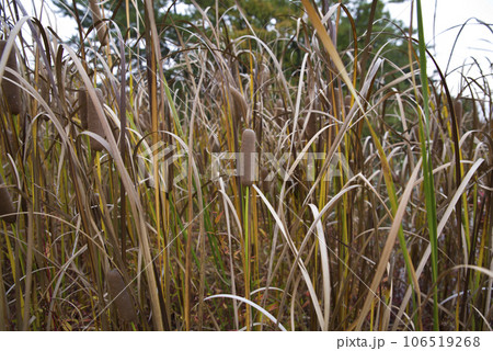 ガマがソーセージのような蒲の穂を付けています。学名はTypha latifolia Lです。 ガマがソーセージのような蒲の穂を付けています。学名はTypha latifolia Lです。 106519268