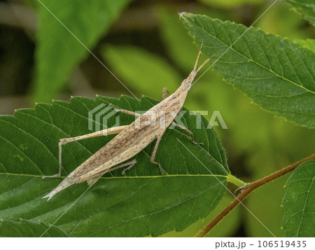 葉の上にいる褐色のオンブバッタ 106519435