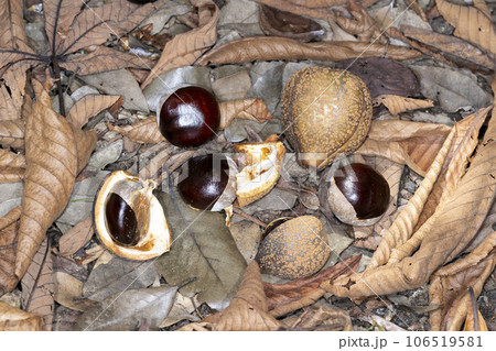 トチの実 106519581