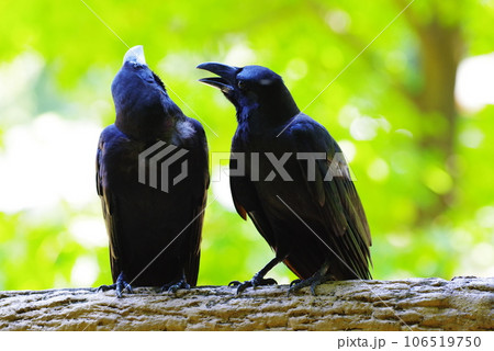 仲の良い二羽のカラス 仲の良い二羽のカラス 106519750