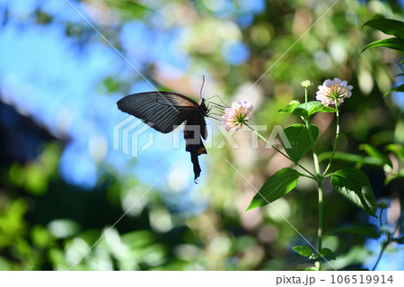 クロアゲハ（黒揚羽）とランタナ 106519914