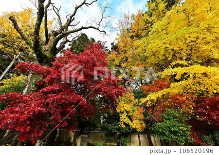 高座神社の紅葉 高座神社の紅葉 106520196