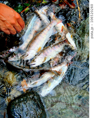 渓流釣りの釣果。カタの良いヤマメが揃った 106520260
