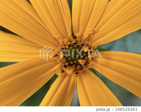 菊芋の花クローズアップ 106520261
