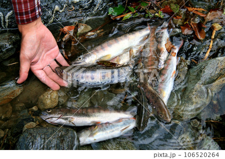 渓流釣りの釣果。カタの良いヤマメが揃った 渓流釣りの釣果。カタの良いヤマメが揃った 106520264