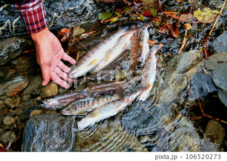 渓流釣りの釣果。カタの良いヤマメが揃った 渓流釣りの釣果。カタの良いヤマメが揃った 106520273