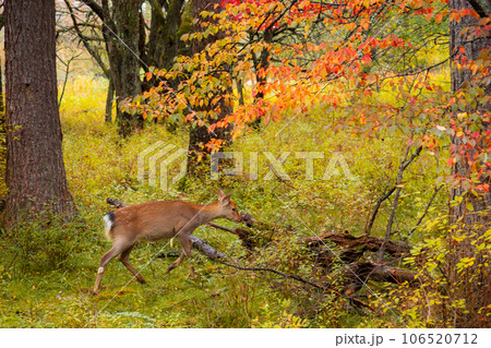 子鹿と紅葉（栃木県日光市　戦場ヶ原） 106520712