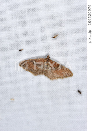 トビスジヒメナミシャク(沖縄県・石垣市) トビスジヒメナミシャク(沖縄県・石垣市) 106520976