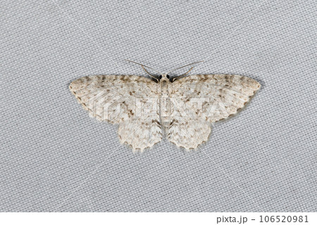 ナナスジナミシャク(北海道・鶴居村) ナナスジナミシャク(北海道・鶴居村) 106520981