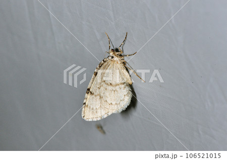 アキナミシャク（北海道・層雲峡） 106521015