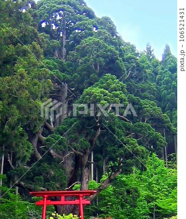 深浦の杉の大木・関の杉 深浦の杉の大木・関の杉 106521431