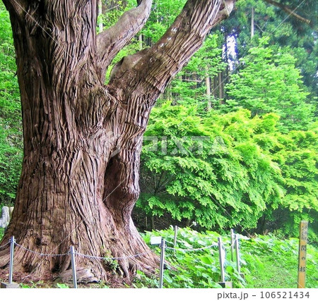 深浦の杉の大木・関の杉 深浦の杉の大木・関の杉 106521434