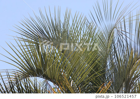 夏空に映える栽培されているヤシの大木の葉 106521457