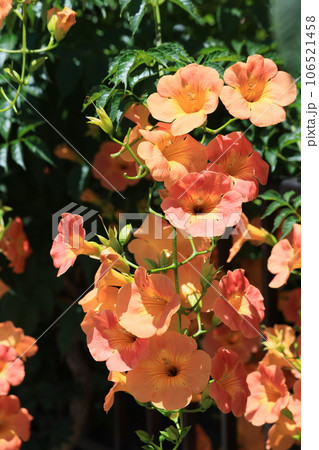 満開のノウゼンカズラのオレンジ色の花 106521458