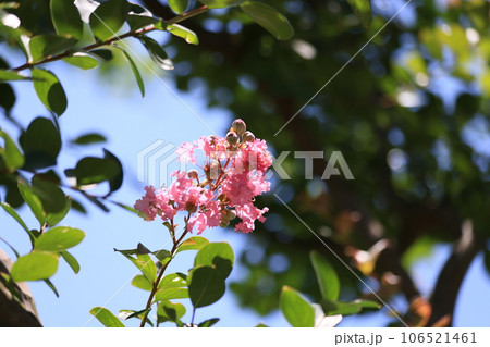 クローズアップ撮影した咲き始めた夏の花百日紅 106521461