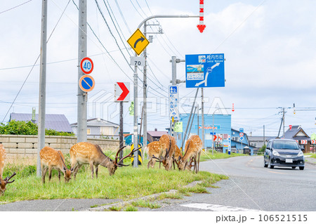 野生の鹿 北海道 稚内市 ノシャップ岬 自動車 野生の鹿 北海道 稚内市 ノシャップ岬 自動車 106521515
