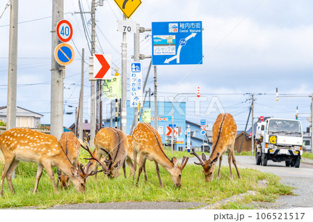 野生の鹿 北海道 稚内市 ノシャップ岬 自動車 野生の鹿 北海道 稚内市 ノシャップ岬 自動車 106521517