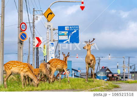 野生の鹿　北海道　稚内市　ノシャップ岬　自動車 106521518