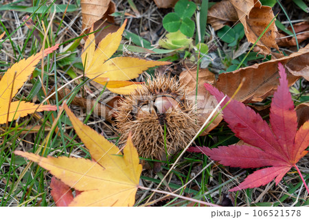 草原に落ちた紅葉の葉と栗 106521578