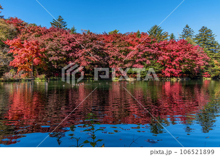 長野県 秋の軽井沢 雲場池の紅葉 106521899