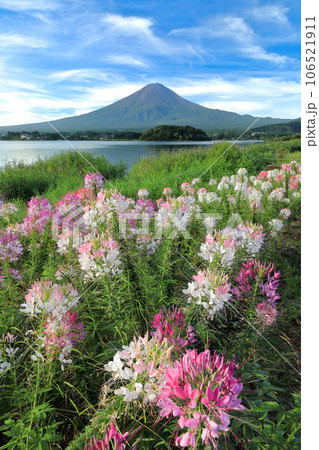 クレオメ咲く河口湖大石公園から望む夏富士　山梨県河口湖町 106521911