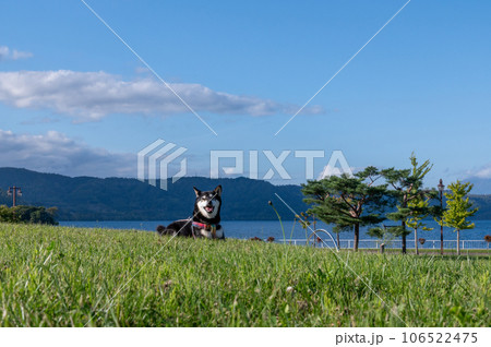 洞爺湖の黒柴 秋の北海道 洞爺湖の黒柴 秋の北海道 106522475