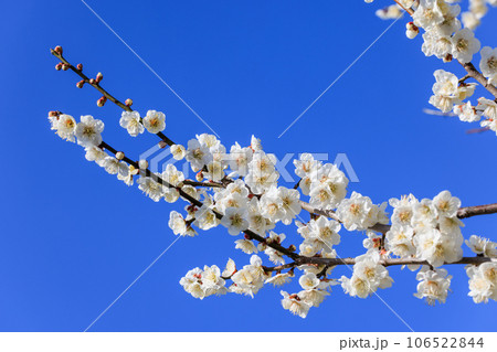 白梅の花 106522844