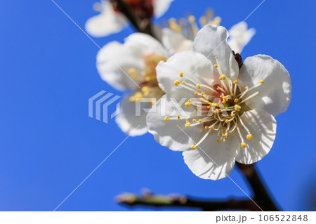 白梅の花 106522848