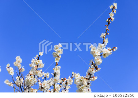 白梅の花 106522850