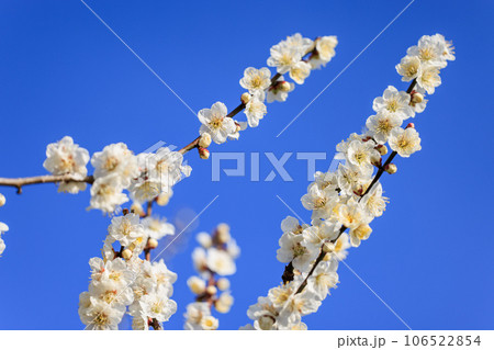 白梅の花 106522854