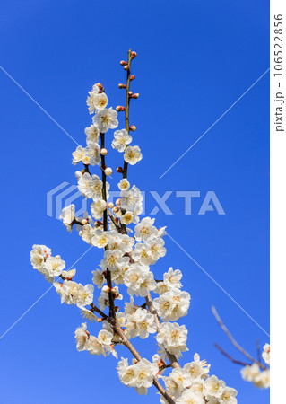白梅の花 106522856