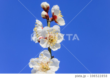 白梅の花 106522858
